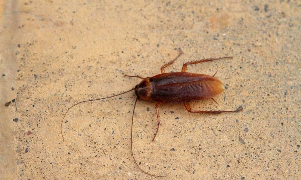 Cockroaches From Eating Food