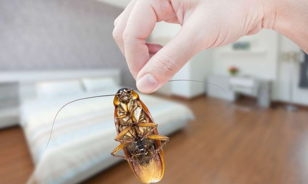 How To Prevent Cockroaches In The Bedroom