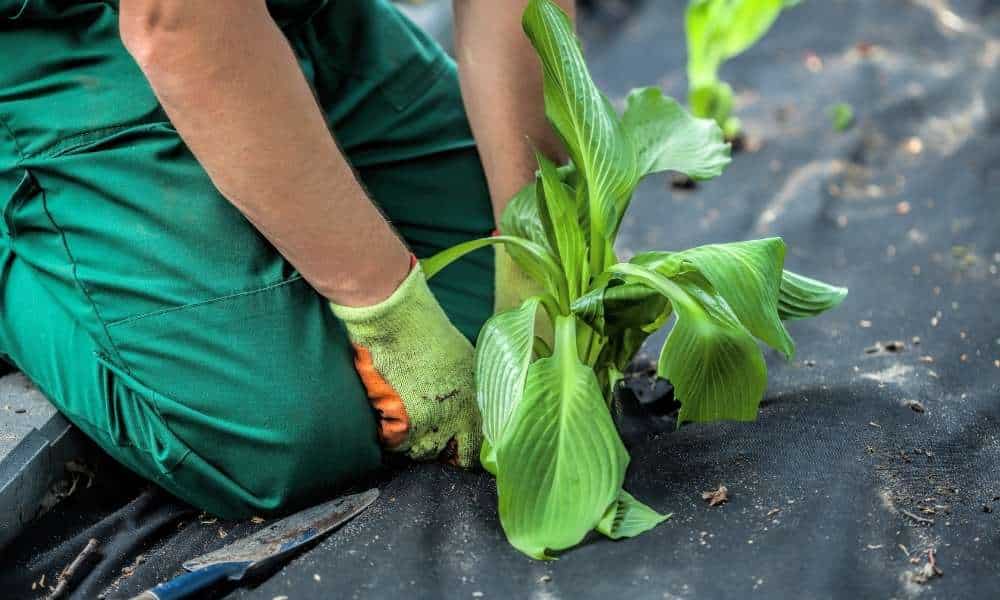 Consider Growing Barrier Plants