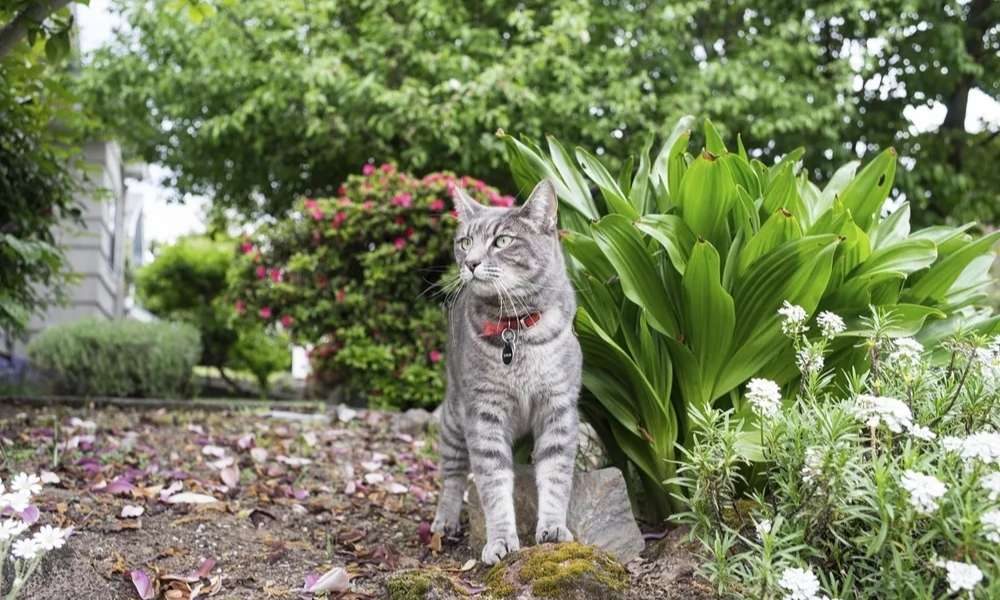 How To Keep Cats Out Of Flower Beds