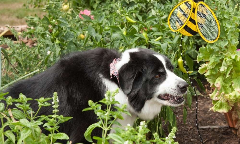 How To Keep Dogs Out Of Flower Beds