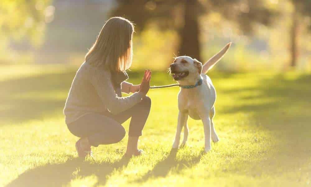 Training Your Dog To Stay Out Of Flower Beds