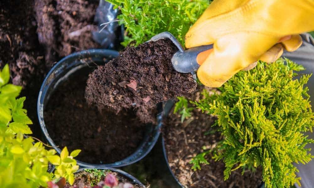 Gather Native Soil From Your Yard 