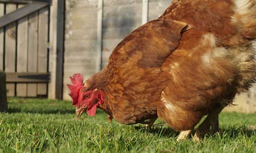 How To Keep Chickens Out Of Flower Beds 