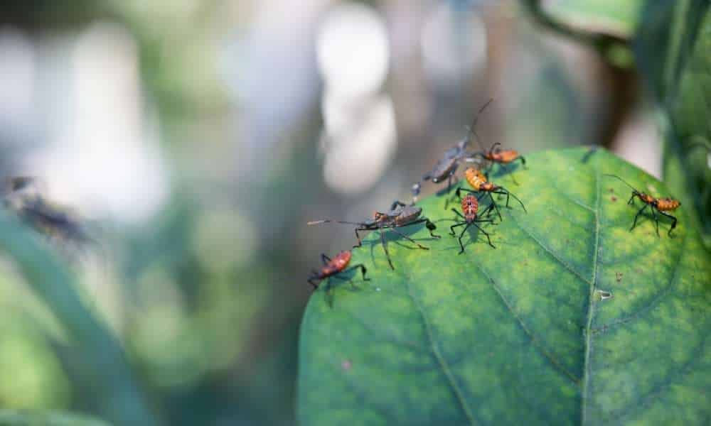 Types of pests