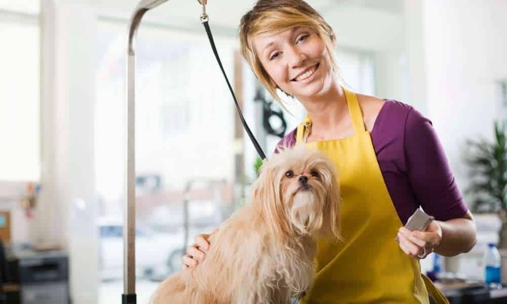 What are the Dog Groomer Advantages and Disadvantages