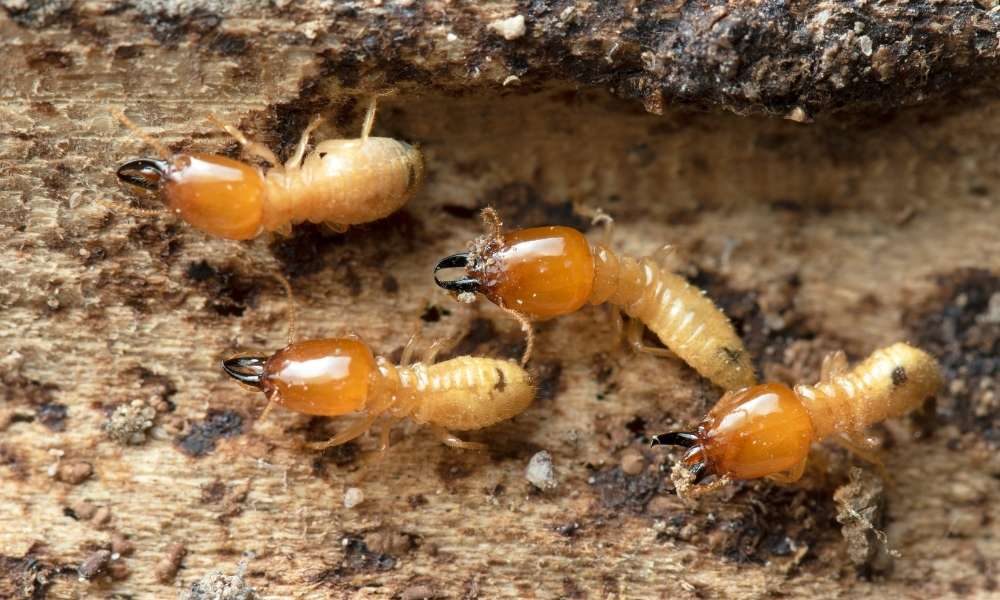 how to exterminate termites at home in Malaysia