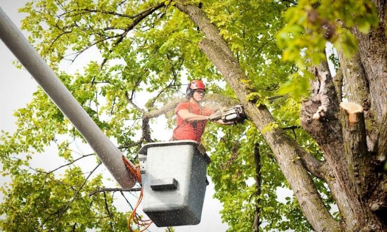 Professional Tree Trimming And Removal Service 4533